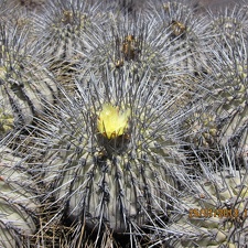 Поездка  Игоря Лавровского в Чили  (январь 2013)