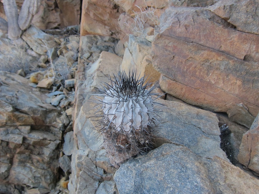 Поездка  Игоря Лавровского в Чили  (январь 2013)