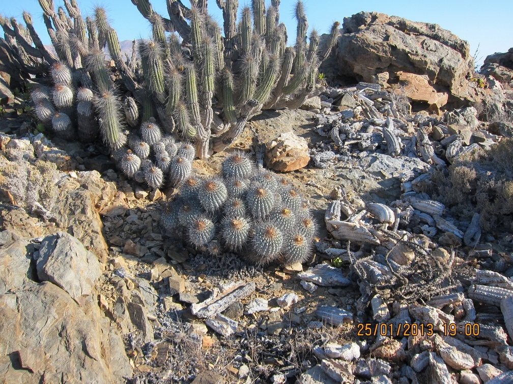 Поездка Игоря Лавровского в Чили (январь 2013)