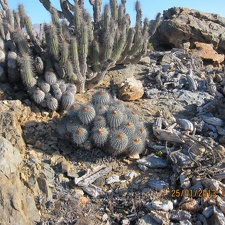 Поездка Игоря Лавровского в Чили (январь 2013)