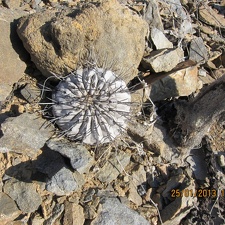 Поездка  Игоря Лавровского в Чили  (январь 2013)