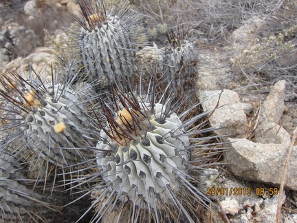 Поездка  Игоря Лавровского в Чили  (январь 2013)