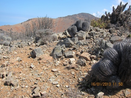 Поездка  Игоря Лавровского в Чили  (январь 2013)