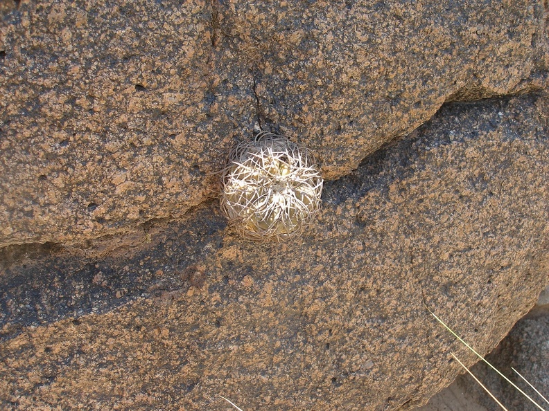 Gymnocalycium__spegazzinii_VG-1217.JPG