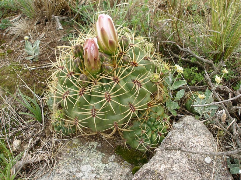 P1015847.JPG