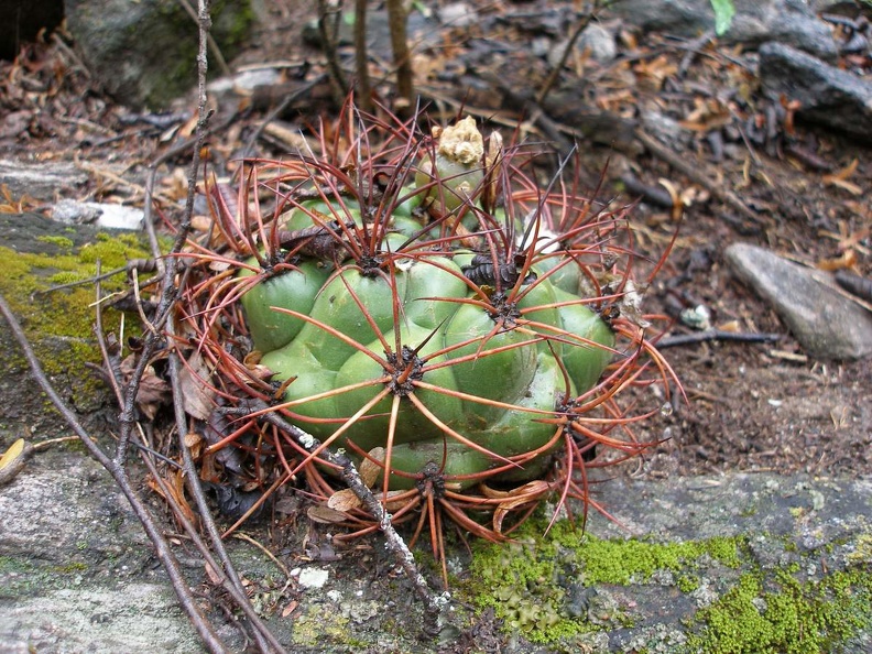 P1015869.JPG