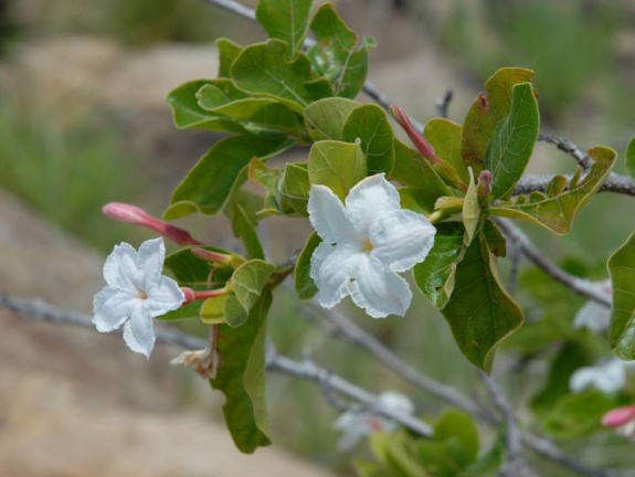 Поездка Сергея Червинко на Мадагаскар зимой 2009