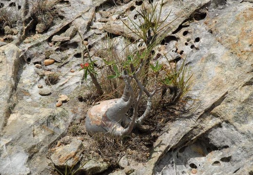 Поездка Сергея Червинко на Мадагаскар зимой 2009