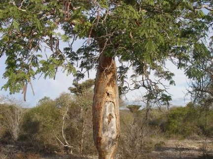 Поездка Сергея Червинко на Мадагаскар зимой 2009