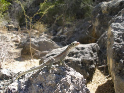 Поездка Сергея Червинко на Мадагаскар зимой 2009