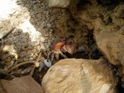 Поездка Сергея Червинко на Мадагаскар зимой 2009