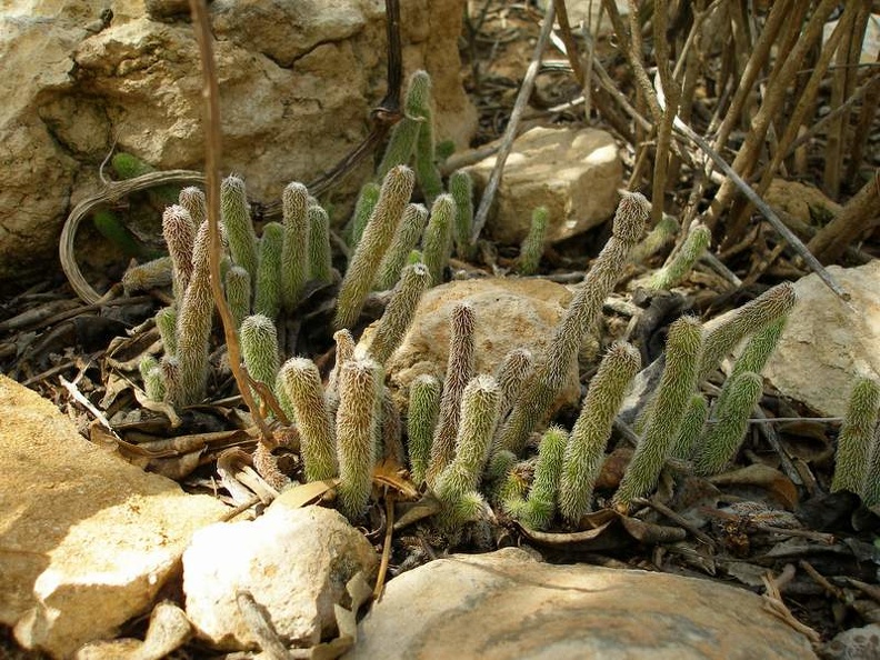 madag-P1012440.JPG