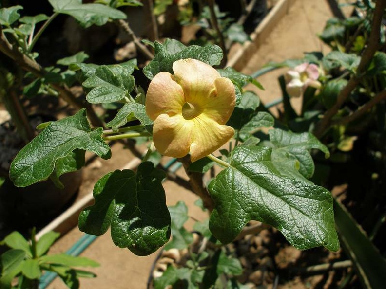 madag-P1012507.JPG