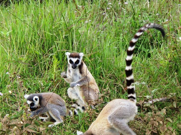 Поездка Сергея Червинко на Мадагаскар зимой 2009