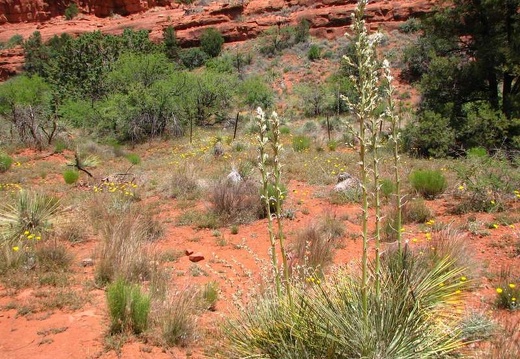 Аризона (США), 2009