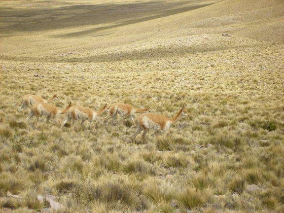 Поездка Сергея Червинко в Боливию и Аргентину (декабрь 2011)