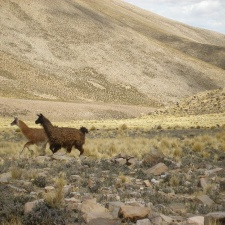 Поездка Сергея Червинко в Боливию и Аргентину (декабрь 2011)