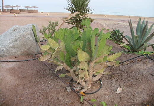 Поездка в Египет Татьяны и Андрея Арсентьевых (Киев)