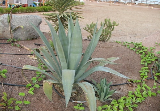 Поездка в Египет Татьяны и Андрея Арсентьевых (Киев)