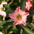 250x375x250px-Adenium cv Garden Of Falling Star22 (2581 відвідувань) 250x375x250px-Adenium cv Garden Of Falling Star22