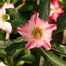 250x375x250px-Adenium cv Garden Of Falling Star22 (2584 відвідувань) 250x375x250px-Adenium cv Garden Of Falling Star22