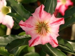 250x375x250px-Adenium cv Garden Of Falling Star22 (2581 відвідувань) 250x375x250px-Adenium cv Garden Of Falling Star22
