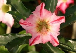 250x375x250px-Adenium cv Garden Of Falling Star22 (2580 відвідувань) 250x375x250px-Adenium cv Garden Of Falling Star22