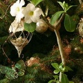 Adenium Suiper Perfume2 (2562 відвідувань) Adenium Suiper Perfume2