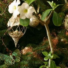 Adenium Suiper Perfume2 (2565 відвідувань) Adenium Suiper Perfume2