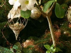 Adenium Suiper Perfume2 (2559 відвідувань) Adenium Suiper Perfume2