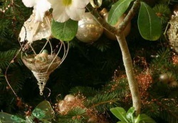 Adenium Suiper Perfume2 (2555 відвідувань) Adenium Suiper Perfume2