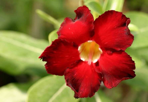 Adenium cvArrogant (3176 відвідувань) Adenium cvArrogant