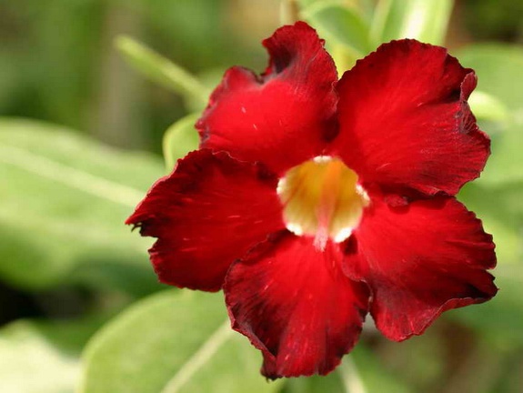 Adenium cvArrogant (3183 відвідувань) Adenium cvArrogant
