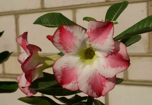 Adenium cvFragrant Delight (2968 відвідувань) Adenium cvFragrant Delight