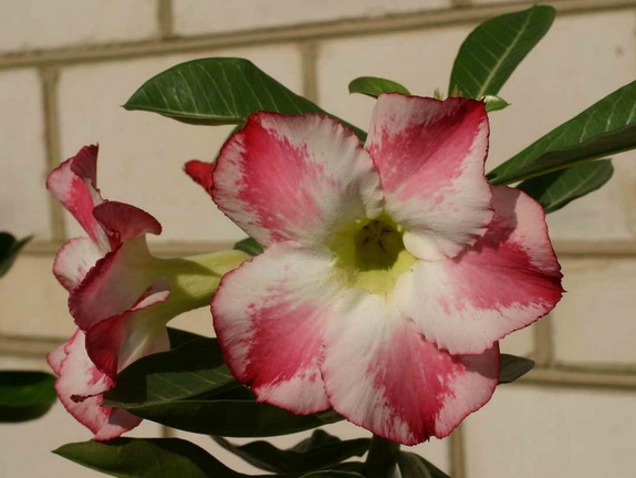 Adenium cvFragrant Delight (2975 відвідувань) Adenium cvFragrant Delight