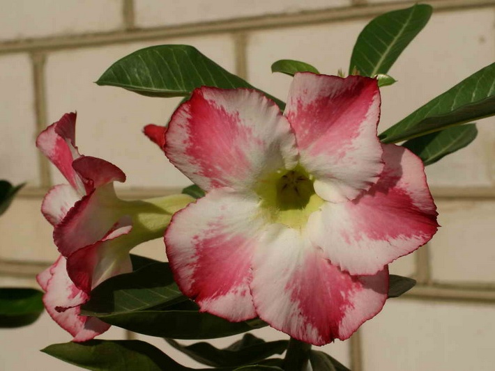 Adenium cvFragrant Delight (2969 відвідувань) Adenium cvFragrant Delight