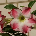Adenium_cvFragrant_Delight.jpg