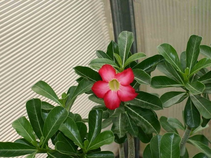 Adenium cvHarry Potter (3003 відвідувань) Adenium cvHarry Potter