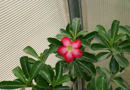 Adenium cvHarry Potter (2996 відвідувань) Adenium cvHarry Potter