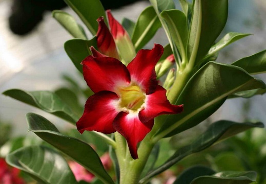 Adenium cvSmall Red Plum (2845 відвідувань) Adenium cvSmall Red Plum