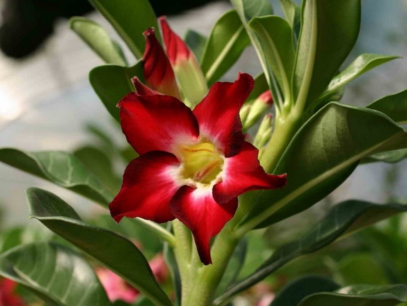 Adenium cvSmall Red Plum (2855 відвідувань) Adenium cvSmall Red Plum