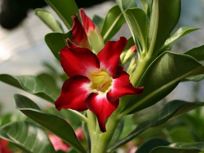 Adenium cvSmall Red Plum (2845 відвідувань) Adenium cvSmall Red Plum