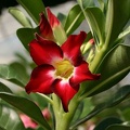 Adenium_cvSmall_Red_Plum.jpg