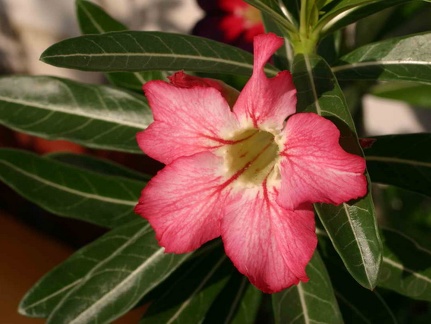 Adenium cvStar Of Red Sparcles (2748 відвідувань) Adenium cvStar Of Red Sparcles