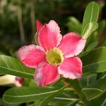 Adenium cv Beauty Cloud (2502 відвідувань) Adenium cv Beauty Cloud