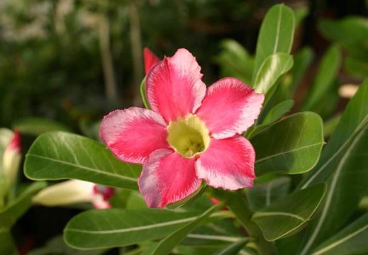 Adenium cv Beauty Cloud (2495 відвідувань) Adenium cv Beauty Cloud