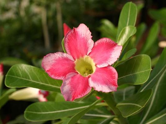 Adenium cv Beauty Cloud (2499 відвідувань) Adenium cv Beauty Cloud