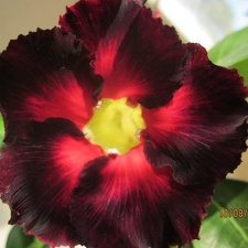 Adenium cv Black Asia (2377 відвідувань) Adenium cv Black Asia