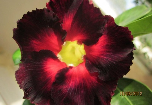 Adenium cv Black Asia (2370 відвідувань) Adenium cv Black Asia