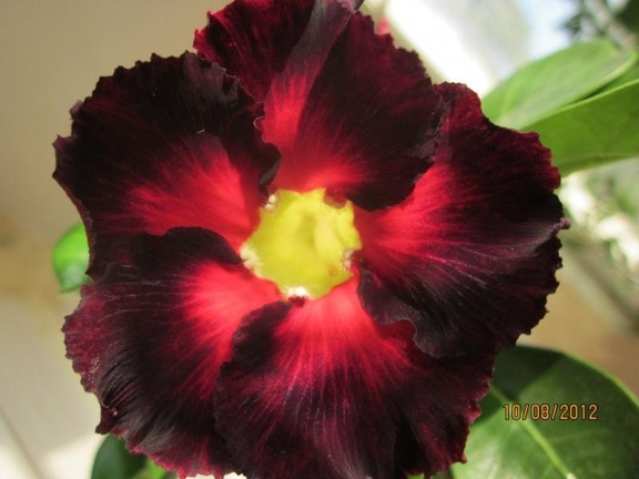 Adenium cv Black Asia (2373 відвідувань) Adenium cv Black Asia